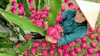 Harvest red flesh Dragon fruit, Peache, Ginger, Lemon go to Market sell - Gardening | Tran Thi Huong