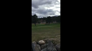 Bull Elk Battle. Estes Park Sept 24, 2016