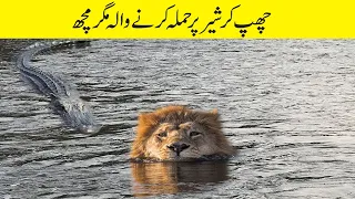 پانی کے اندر مگرمچھ اور شیر کی خطرناک لڑائی | Extreme Fights Lion vs Crocodile Near The River