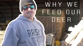 Why You Should Feed Your Deer | Alfalfa for Big Bucks!