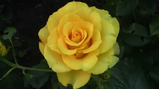 Роза Керио. Самая желтая роза.