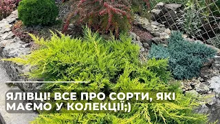 ЯЛІВЦІ, все про сорти, які маємо у колекції.