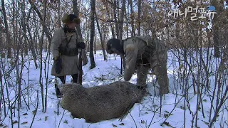 (Eng cc) 멧돼지 냄새를 맡은 개가 길을 안내한다, 자연인과 마주친 멧돼지의 최후 | KBS 다큐 101219 방송