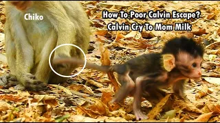 Don't Catch Me...I'm Hungry Milk ! Poorest baby Calvin Cry To Mom Help But Poor Calvin Can't Escape