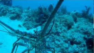 Florida Spiny Lobster out of Boynton Beach