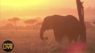 safariLIVE - Sunrise Safari - September 8, 2018