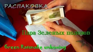 New snakes! Unboxing of very quick green ratsnakes!