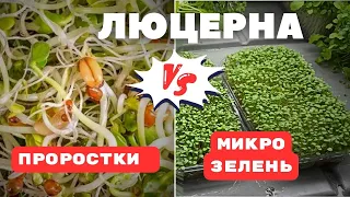 Люцерна микрозелень и проростки | Народные Семена