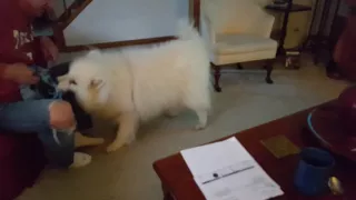 12 year old Samoyed playing tug of war