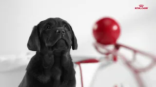 Puppy Growth Program - Labrador