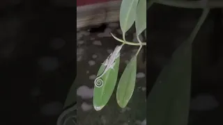 Lizard hanging out on my Mangroves