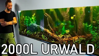 2000l Urwaldaquarium wird Eingerichtet!