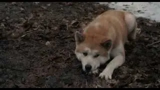 Хатико.Самый верный друг (Hachiko.A Dog's Story) HD