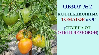 ОБЗОР №2 КОЛЛЕКЦИОННЫХ СОРТОВ ТОМАТОВ В ОТКРЫТОМ ГРУНТЕ НА 22 ИЮЛЯ. СЕМЕНА ОТ ОЛЬГИ ЧЕРНОВОЙ.