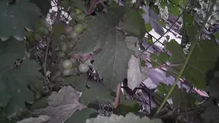 Сорт винограда "Памяти Учителя" - сезон 2020 # Grape variety "Pamyati Uchitelya" - season 2020