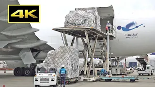 [4K] Narita Airport Cargo Area - Loading cargo on Boeing 777 freighter / 成田空港 ANAカーゴ