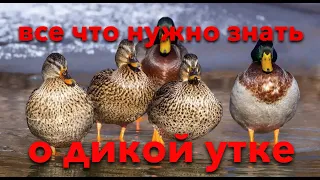 Все что необходимо знать об охоте на уток | все об утках