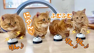 可愛すぎるマンチカンカルテットが残暑見舞いのベル鳴らしをします！ #猫 #マンチカン