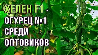 ХЕЛЕН F1 - ОГУРЕЦ №1 СРЕДИ ОПТОВИКОВ