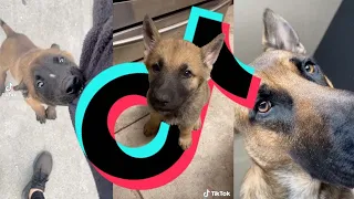 Unbelievable K9 Police Dogs: TikTok's Heroic Canine Compilation 🐾