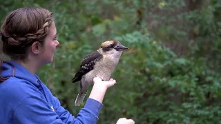 Bindi, the Laughing Kookaburra and her Trainer in Slow Motion (Sony a9)