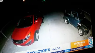 Cat chases coyote away