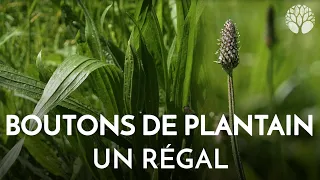 Le plantain, une plante au goût de champignon