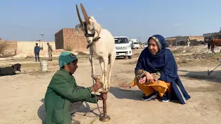 Bakray ka tamasha dikha ker ghar ko chalanay wala bacha