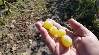 Моя 10-ка сортов винограда. Осенняя школка саженцев год спустя.
