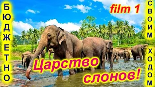 Пиннавела🔴Питомник Слонов🔴Мир самых больших животных🔴Шри-Ланка🔴Pinnawala🔴Elephant Paradise🔴Sri Lanka