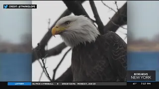 Bald eagles spotted building nest in Brooklyn