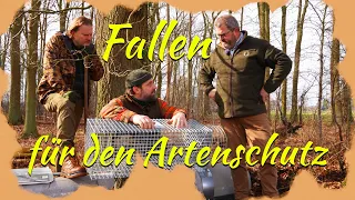 Teppe und Schwenen und der Fallenprofi