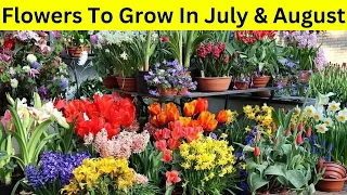 Flowers To Grow In July and August / Flowers to plant in July and August