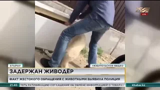 Душившего собаку дверцей холодильника задержали в Атырауской области