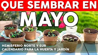 Calendario de Siembra 2022: Que sembrar en Mayo en el Huerto de Primavera y de Otoño