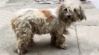 A Pregnant stray dog asks for help: Hope Unborn puppies have a safe home