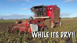 DIGGING TIME! FODDER BEET!!