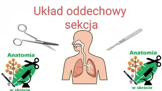 Układ oddechowy sekcja