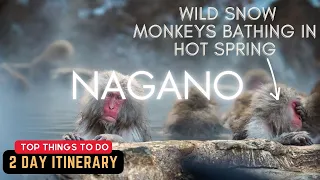 SNOW MONKEYS BATHING IN HOT SPRING in NAGANO, JAPAN 🇯🇵