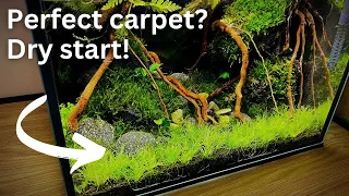 How to: easy carpet in your aquarium. Dry start method!