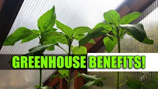 6 Benefits Of A Greenhouse - Garden Quickie Episode 60