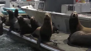 Sea lions arriving in the Santa Barbara harbor in large numbers