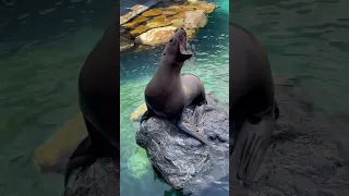 Steller sea lion vocals! #mysticaquarium