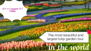 The world 's largest tulips garden.