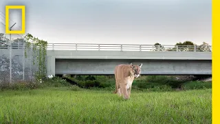 Path of the Panther | Official Trailer | National Geographic