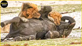 45 Brutal Moments Male Lion Fight & Hunting Prey Caught On Camera