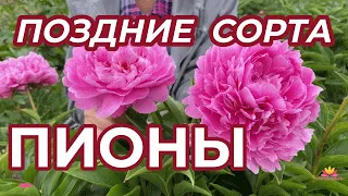 Поздние розовые сорта пионов / Сад Ворошиловой