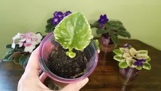 Propagating African Violets On a Wick:  My Idea Worked!