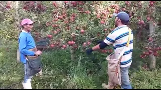 safra da Maçã em Santa Catarina quem faz e os nordestinos dois irmão