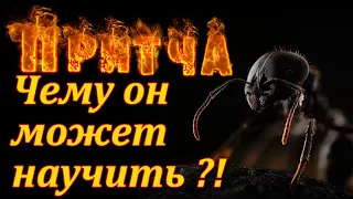 Притча О муравье. Мудрая и поучительная притча. Пламя мудрости.